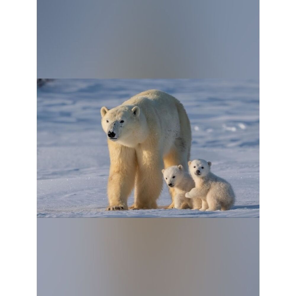 Custom Fridge Magnet Polar Bear Family Home Kitchen Decor